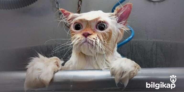 Kediler Nasıl Yıkanmalıdır?  Evcil Hayvanlar Kedi Bakımı